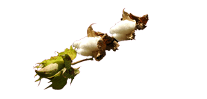 COTTON